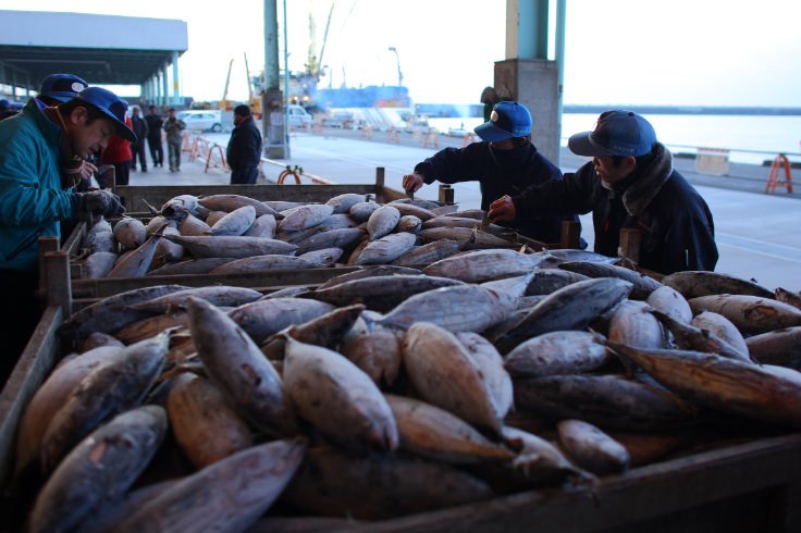 カツオの漁業量とかつお類の生産および消費量